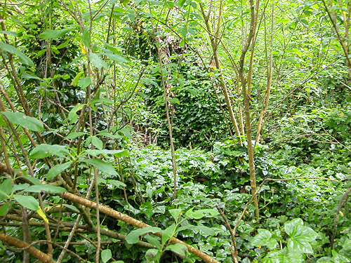 ivy devouring littoral forest, Lily Point Park, Point Roberts, Washington