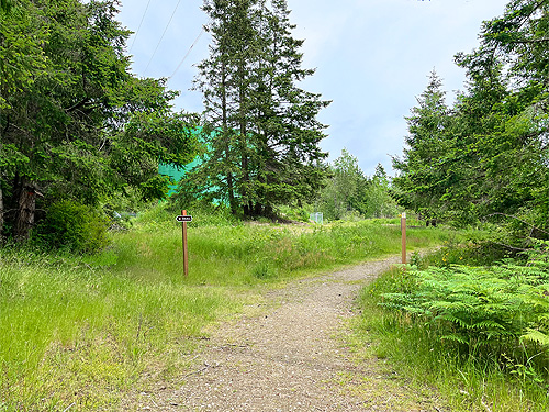 Douglas-fir foliage and grass, Baker Field Park, Point Roberts, Washington
