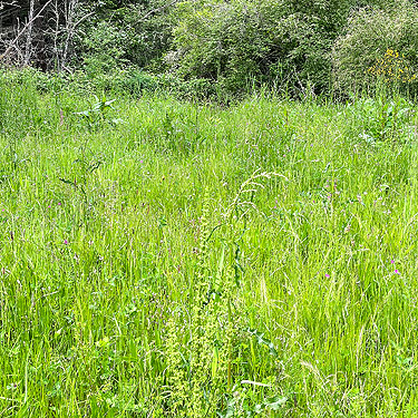 grass field habitat, Baker Field Park, Point Roberts, Washington