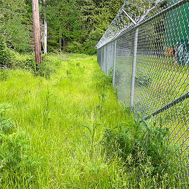 grass and fence habitats, Baker Field Park, Point Roberts, Washington