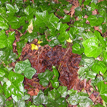 maple leaf litter hidden under ivy, Lily Point Park, Point Roberts, Washington
