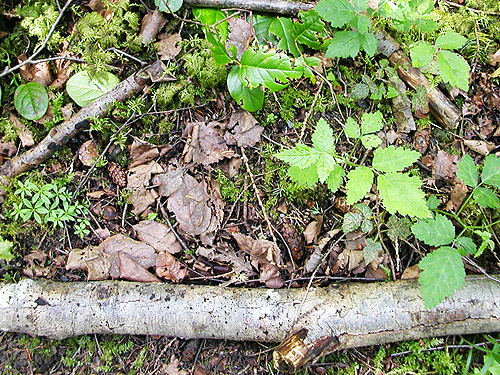 leaf litter, Baker Field Park, Point Roberts, Washington