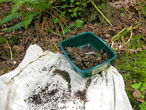 sifter and cloth with leaf litter, Baker Field Park, Point Roberts, Washington