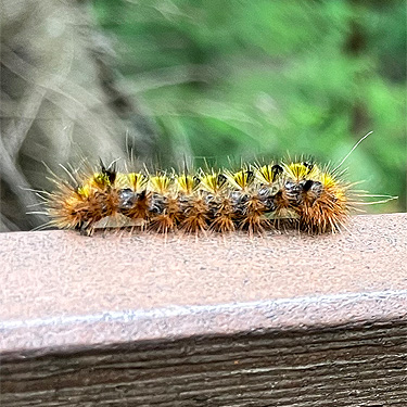 tussock moth caterpillar, Lily Point Park, Point Roberts, Washington