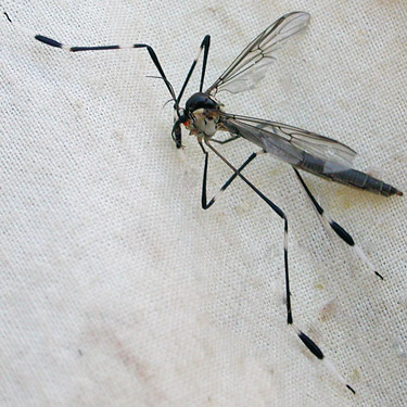 phantom crane fly Bittacomorpha occidentalis from lake at head of Righthand Fork Rock Creek, Kittitas County, Washington