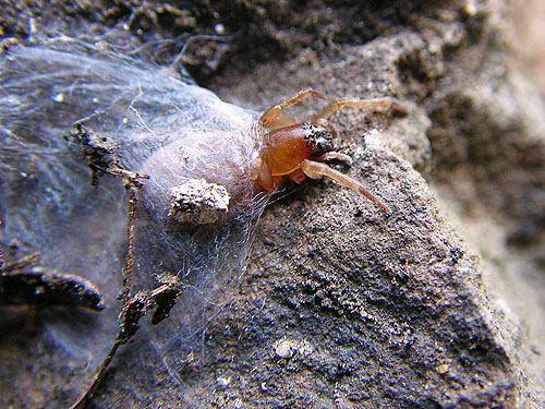 spider Clubiona pacifica emerging from retreat, Righthand Fork Rock Creek 4115', Kittitas County, Washington