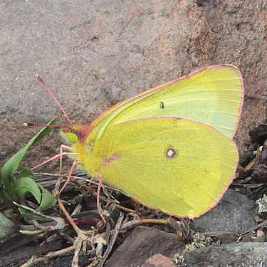 Colias sp. sulphur butterfly, head of Righthand Fork Rock Creek, Kittitas County, Washington