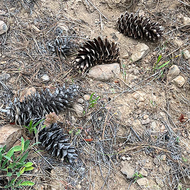 productive white pine cones, head of Righthand Fork Rock Creek, Kittitas County, Washington