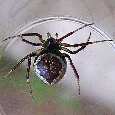 Euryopis formosa female spider from white pine cones, head of Righthand Fork Rock Creek, Kittitas County, Washington