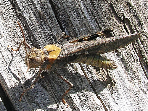 Trimerotropis grasshopper, head of Righthand Fork Rock Creek, Kittitas County, Washington