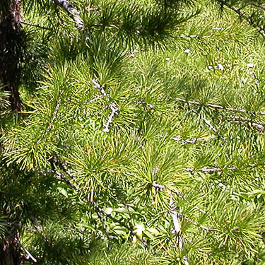 larch foliage, Larix, head of Righthand Fork Rock Creek, Kittitas County, Washington