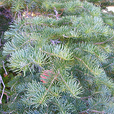 subalpine fir foliage Abies lasiocarpa, head of Righthand Fork Rock Creek, Kittitas County, Washington