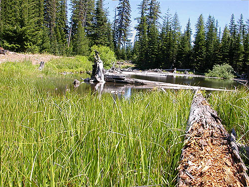 marsh at corner of lake, head of Righthand Fork Rock Creek, Kittitas County, Washington