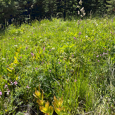 meadow near head of Righthand Fork Rock Creek, Kittitas County, Washington