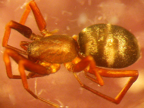 undescribed Micaria spider Gnaphosidae female, head of Righthand Fork Rock Creek, Kittitas County, Washington