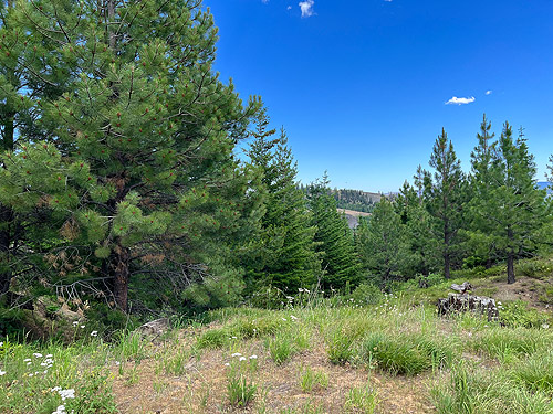 pine trees, Ponderosa and white, head of Righthand Fork Rock Creek, Kittitas County, Washington
