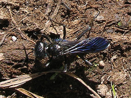 pompilid wasp, head of Righthand Fork Rock Creek, Kittitas County, Washington