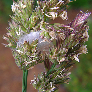 salticid spider retreat in grass seed, head of Righthand Fork Rock Creek, Kittitas County, Washington