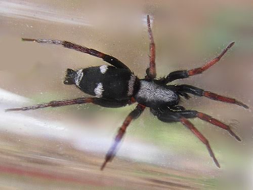 female gnaphosid spider Poecilochroa columbiana, head of Righthand Fork Rock Creek, Kittitas County, Washington