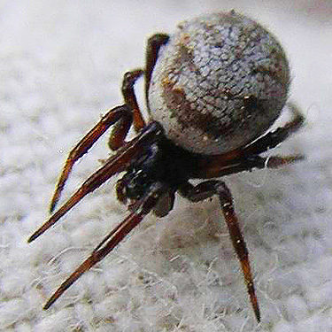 juvenile Steatoda spider from white pine cones, head of Righthand Fork Rock Creek, Kittitas County, Washington