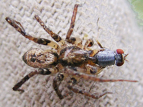 male spider Anyphaena aperta from conifer foliage, E of Roundtop Creek, northern Lewis County, Washington