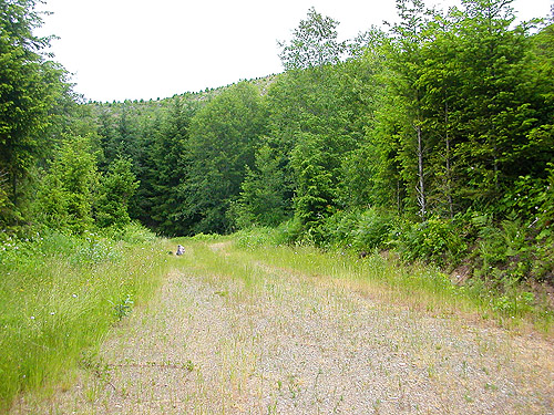 road through 2013 clearcut, E of Roundtop Creek, northern Lewis County, Washington
