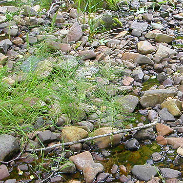Stream cobbles, Roundtop Creek, northern Lewis County, Washington