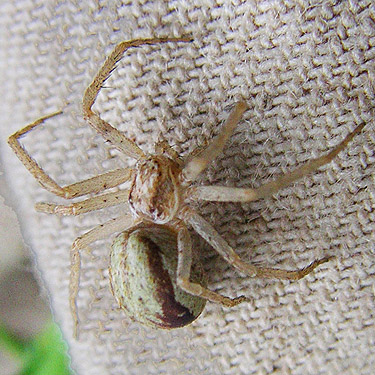 female spider Philodromus dispar from 2018 clearcut E of Roundtop Creek, northern Lewis County, Washington