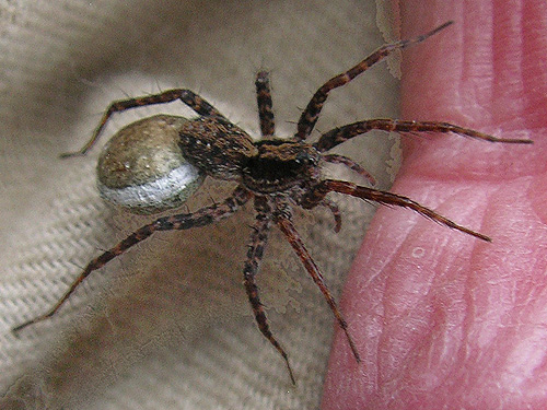 female wolf spider Pardosa dorsuncata with eggs, Roundtop Creek, northern Lewis County, Washington