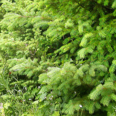 fir foliage, E of Roundtop Creek, northern Lewis County, Washington