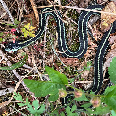 garter snake, Roundtop Creek at SR 550 bridge, Lewis County, Washington