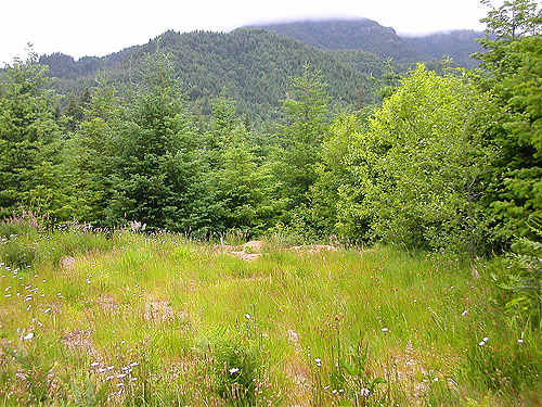 former log landing E of Roundtop Creek, northern Lewis County, Washington