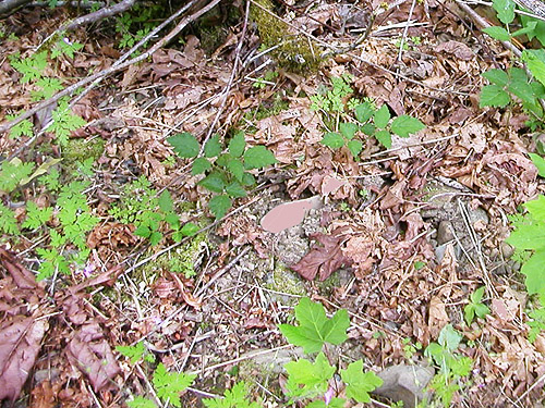 maple litter in place, Roundtop Creek at SR 550 bridge, Lewis County, Washington