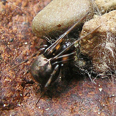 spider Bathyphantes malkini from under stream cobble, Roundtop Creek at SR 550 bridge, Lewis County, Washington