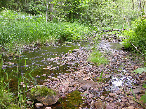 Roundtop Creek, northern Lewis County, Washington