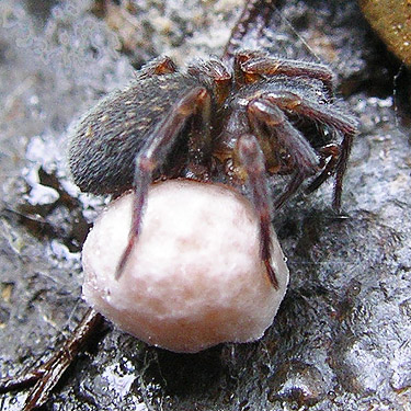 rare Cybaeopsis spenceri with egg sac, Roundtop Creek, northern Lewis County, Washington