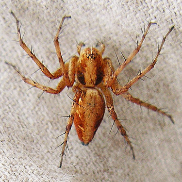 female spider Oxyopes scalaris from clearcut, E of Roundtop Creek, northern Lewis County, Washington