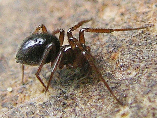 linyphiid spider Saaristoa sammamish under cobble, Roundtop Creek, northern Lewis County, Washington