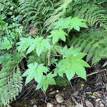 salmonberry, Roundtop Creek, northern Lewis County, Washington