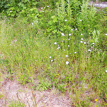 sweepable short grass along clearcut road, E of Roundtop Creek, northern Lewis County, Washington