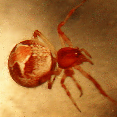 Theridion simile spider from conifer foliage, E of Roundtop Creek, northern Lewis County, Washington