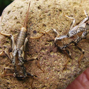 stonefly exuviae on cobble, Roundtop Creek at SR 550 bridge, Lewis County, Washington