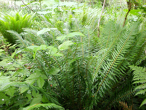 tall ferns beaten for spiders, Roundtop Creek at SR 550 bridge, Lewis County, Washington