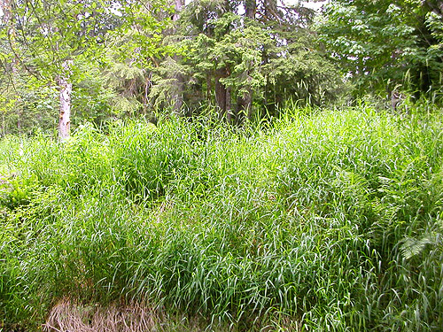 tall grass suitable for sweeping, Roundtop Creek, northern Lewis County, Washington