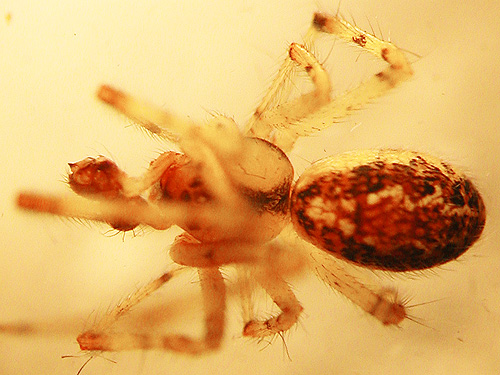 male spider Theridion varians, E of Roundtop Creek, northern Lewis County, Washington