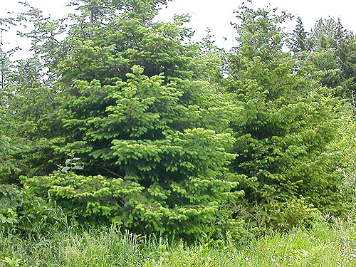 young Douglas-firs in 2013 clearcut E of Roundtop Creek, northern Lewis County, Washington
