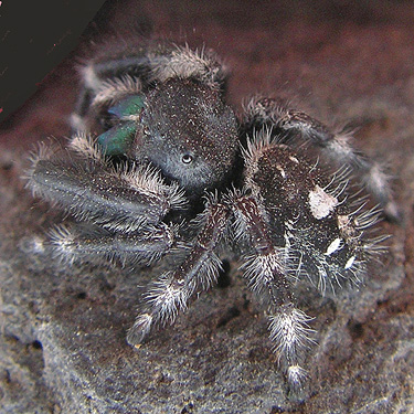 male spider Phidippus audax from near Royal Intermediate School, Royal City, Washington