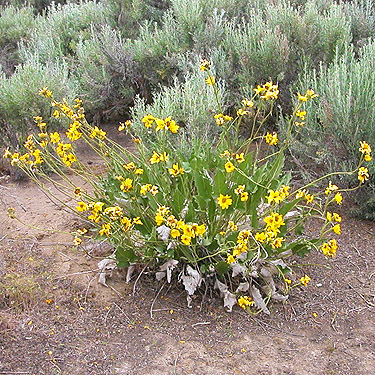 balsamroot plant among sagebrush by cemetery, Royal City, Washington