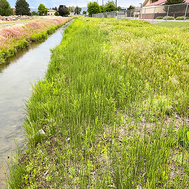field alongside canal west of cemetery, Royal City, Washington
