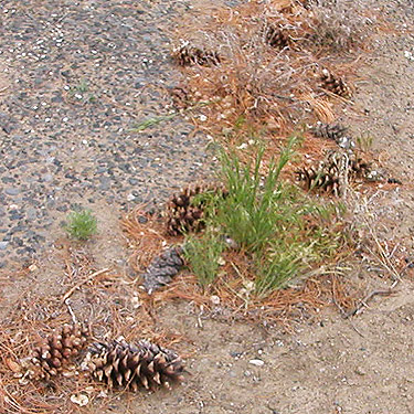 pine cones among sagebrush, cemetery, Royal City, Washington